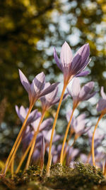 Colchicum autumna crocus autumn flower on the field, tree on blurred background, bottom view