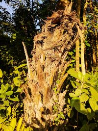 Close-up of tree trunk in forest