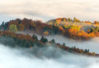 Scenic view of trees against sky during autumn