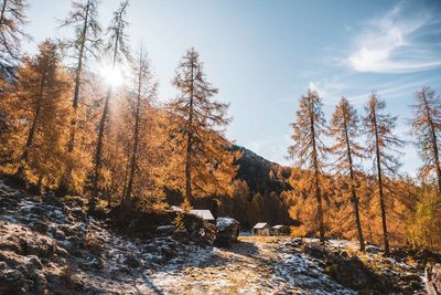 Trees in forest against sky during winter