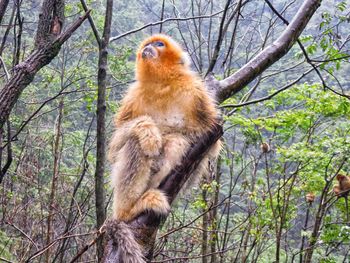 Monkey on tree in forest