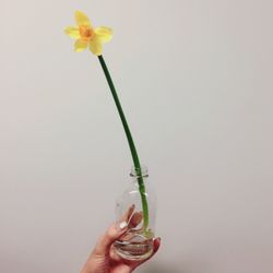 Close-up of hand holding flower over white background