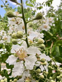 Close-up of white flowering plant