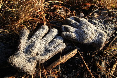 Close-up high angle view of frozen gloves on field