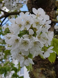 Close-up of white cherry blossoms in spring