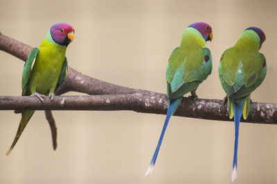 View of parrot perching on branch