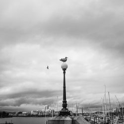 Low angle view of birds against cloudy sky