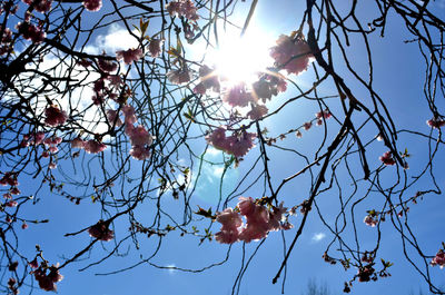 Low angle view of berries on tree against sky