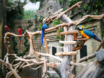 Panoramic view of birds on tree