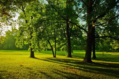 Trees on field against sky