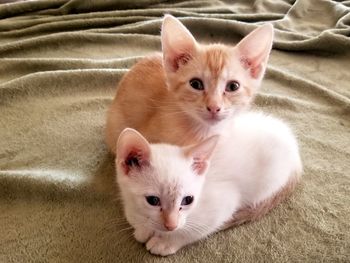 Portrait of white cat