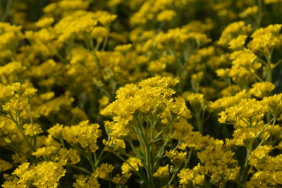 Full frame of yellow flowers blooming in field