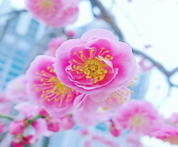 Close-up of pink cherry blossom