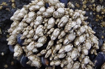 Full frame shot of goose necked barnacle 