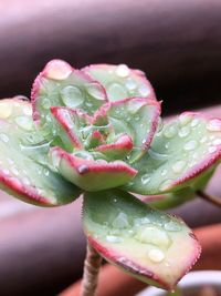 Close-up of water drops on succulent plant