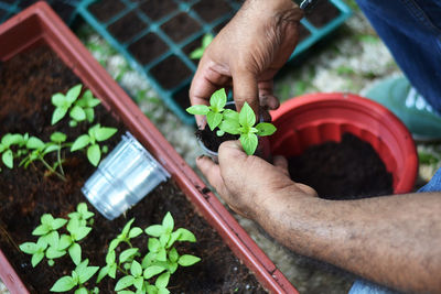 Close-up of man potting plants