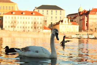 View of birds in canal amidst buildings in city