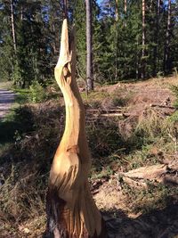 View of tree trunk in forest