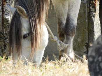 Horse grazing in a field