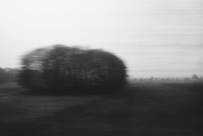 Trees in foggy weather