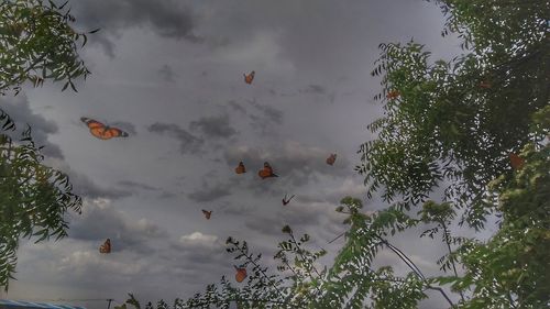 Low angle view of birds on tree against sky