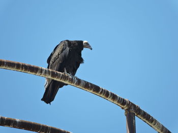 Low angle view of owl perching against clear blue sky