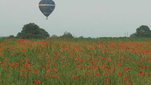 View of hot air balloons on field against sky