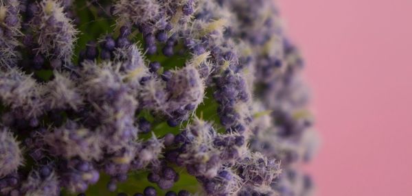 Close-up of lavender flowers