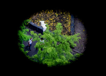 High angle view of leaves on black background