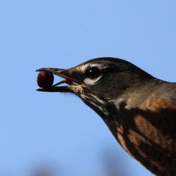 Close-up of a bird against clear blue sky