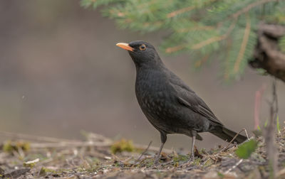 Close-up of bird perching on field