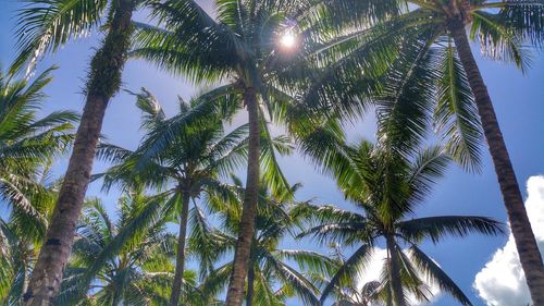 Low angle view of palm trees against sky
