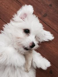 Close-up portrait of white dog