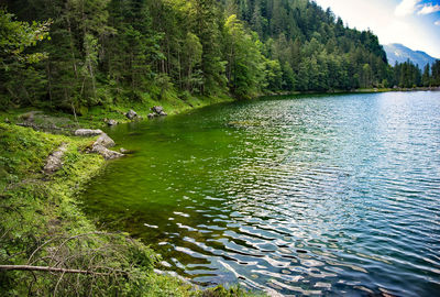 Scenic view of lake in forest