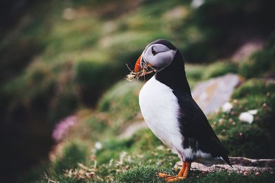 Close-up of puffin on field