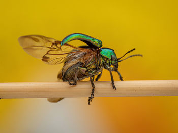 Close-up of spider on wood