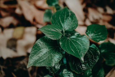 Close-up of fresh green leaves