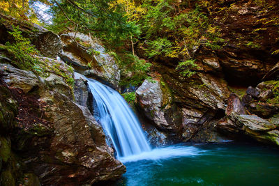 Scenic view of waterfall in forest