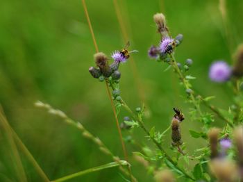 Close-up of bee pollinating on purple flower