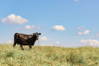 Angus cow with grass in her mouth and covered in horn flies standing in  grass with blue sky.