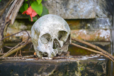 Close-up of human skull