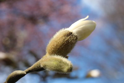 Close-up of flowering plant