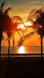 Silhouette trees at beach during sunset