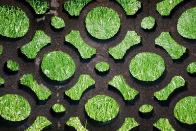 Full frame shot of green plants