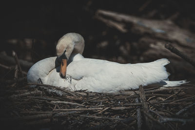 Close-up of swan in nest