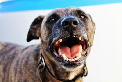 Close-up portrait of dog