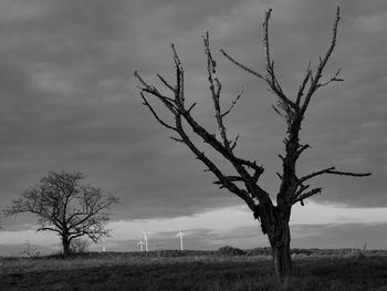 Bare tree on field against sky