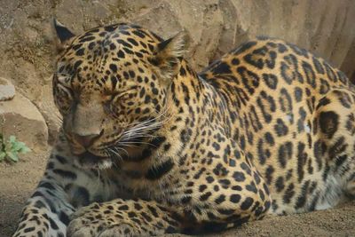 Full length of a cat resting in zoo