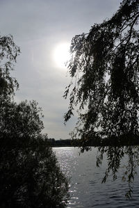 Reflection of trees in lake