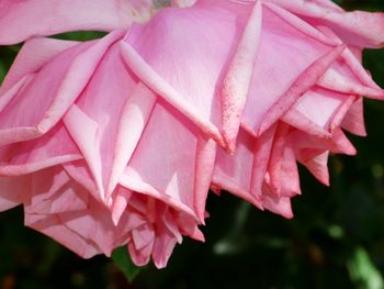 Close-up of pink flowers blooming outdoors